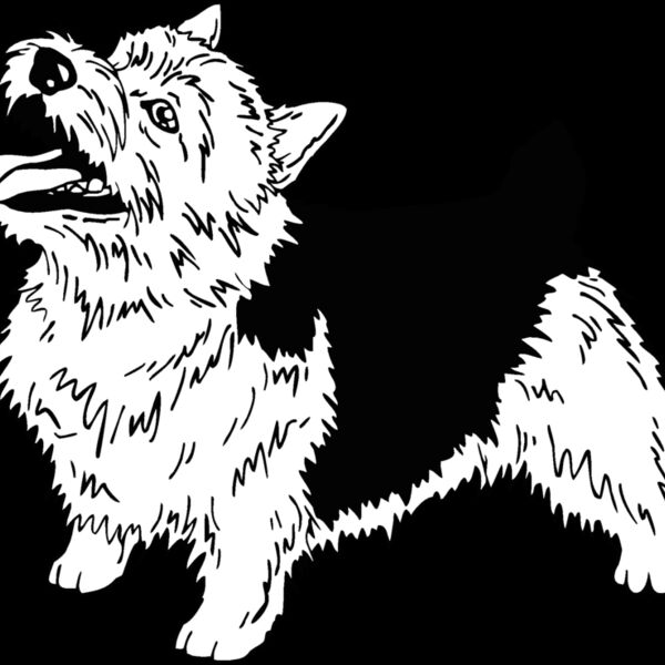 norwich terrier 01 Thumbnail