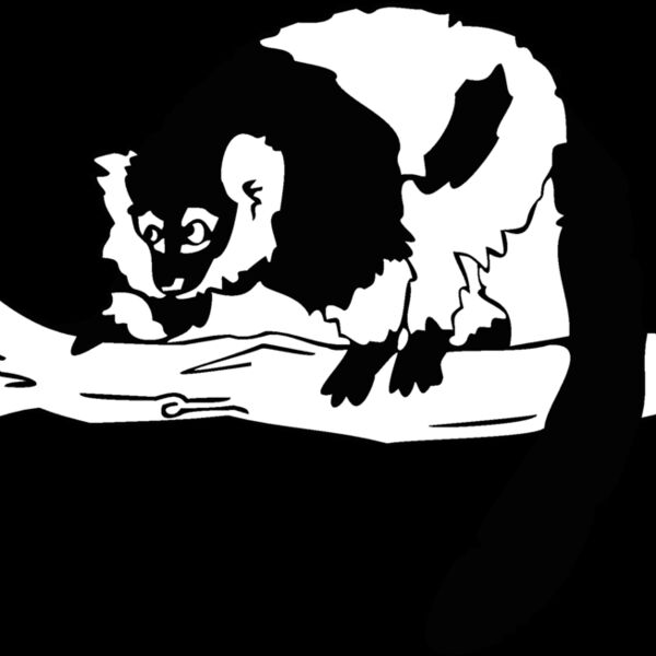 bw lemur Thumbnail