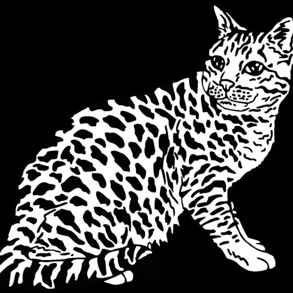 ocicat2 Thumbnail