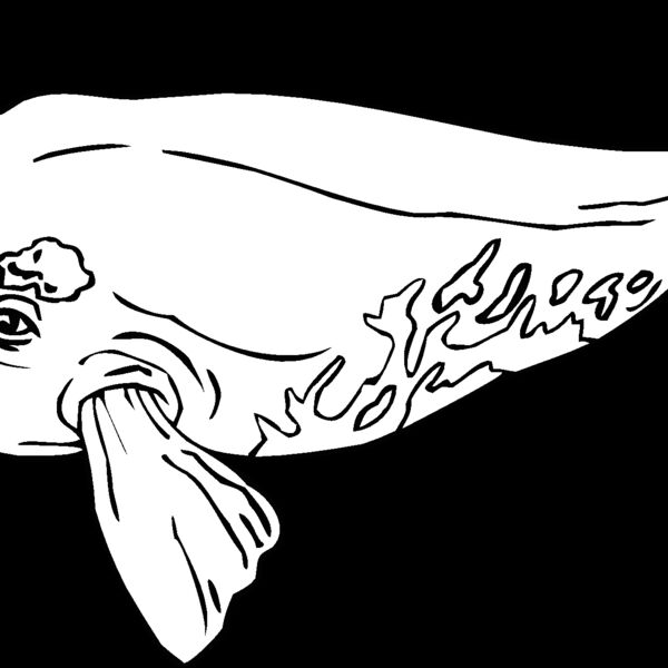 baleen whale Thumbnail