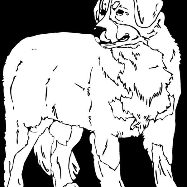 bernese mountain dog Thumbnail