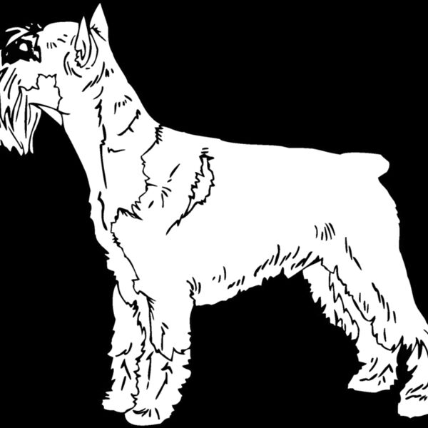 standard schnauzer Thumbnail