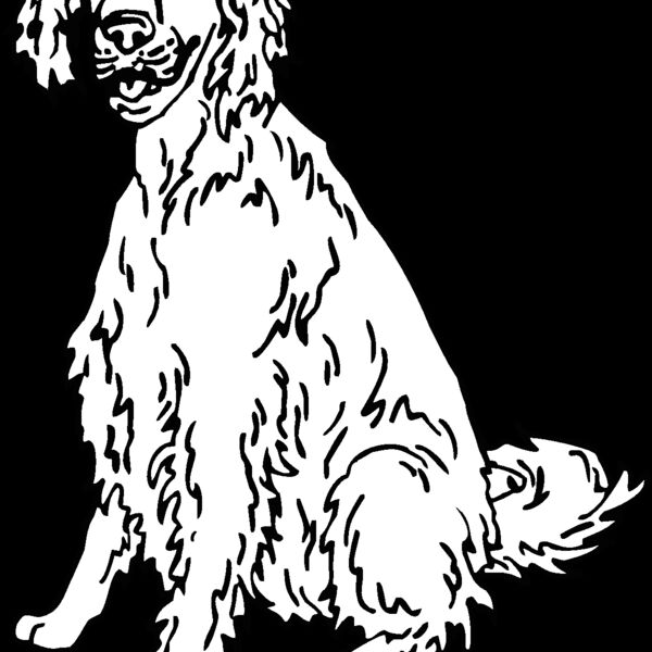 english setter Thumbnail