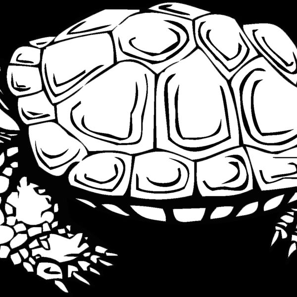 turtle Thumbnail