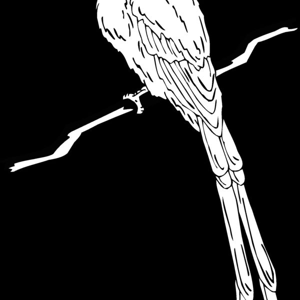 flycatcher Thumbnail