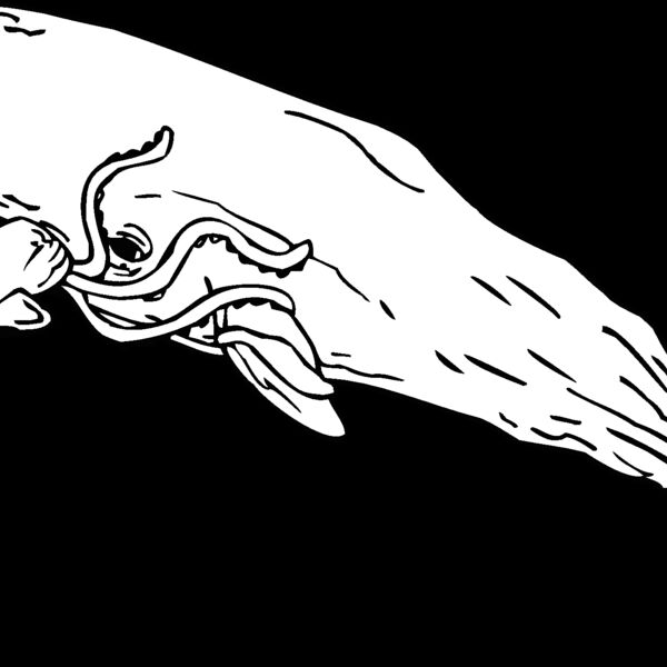 sperm whale Thumbnail