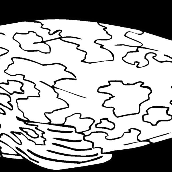 spotted seal Thumbnail