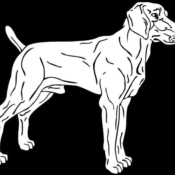 weimaraner Thumbnail