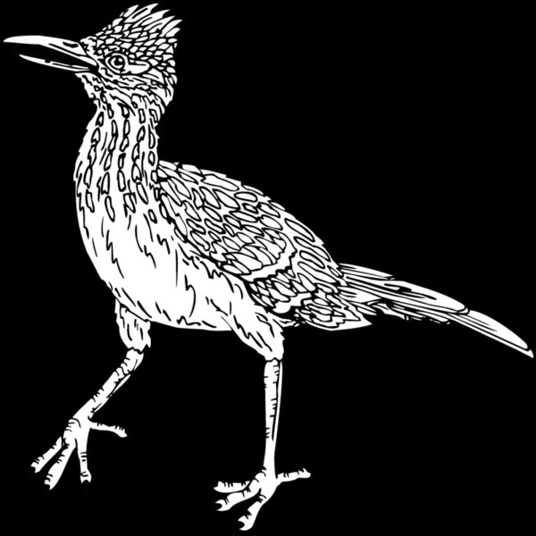 roadrunner Thumbnail