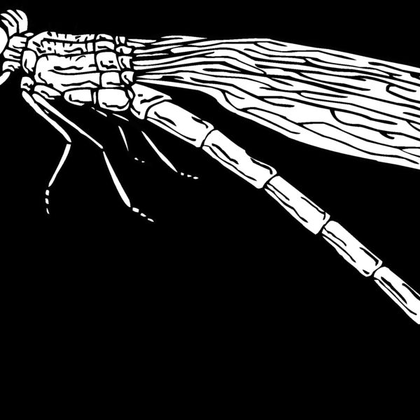 dragonfly2 Thumbnail