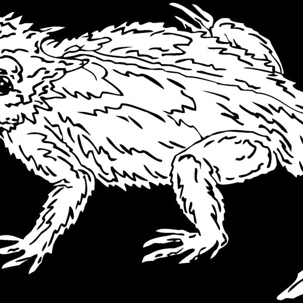 horned toad Thumbnail