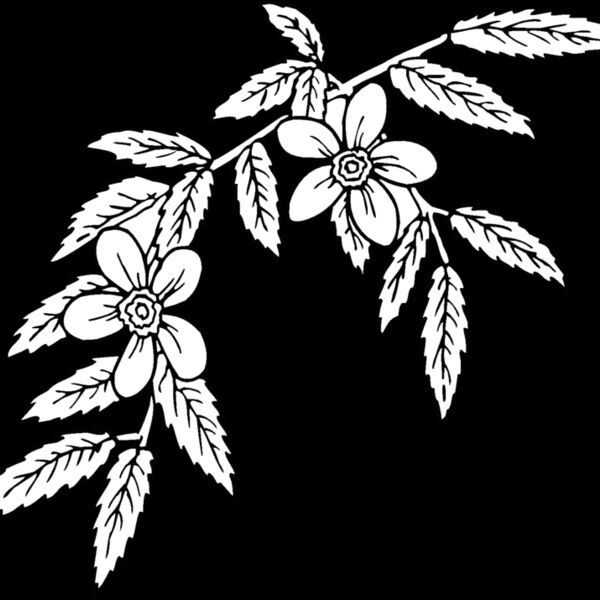 rosa glauca Thumbnail