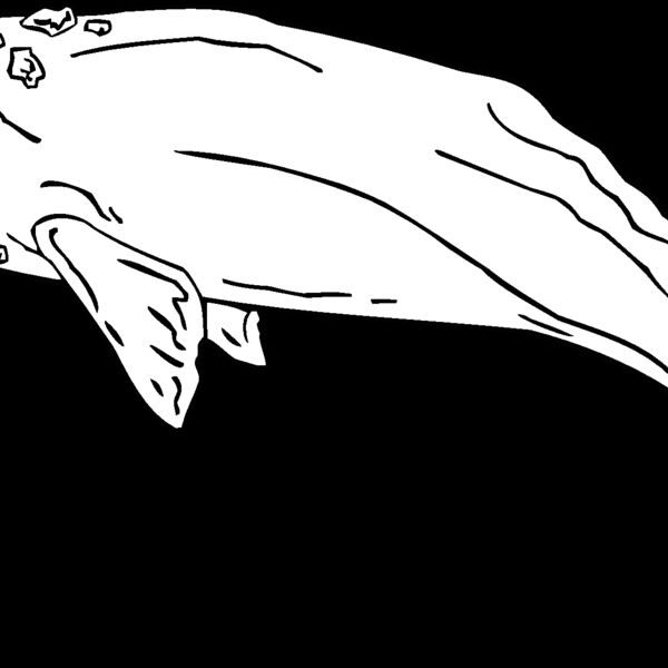 graywhale Thumbnail