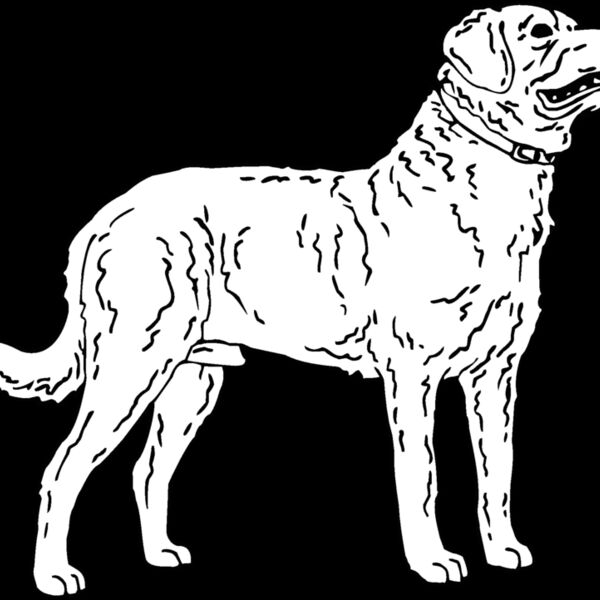 chesapeake bay retriever Thumbnail