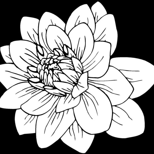 black dahlia Thumbnail