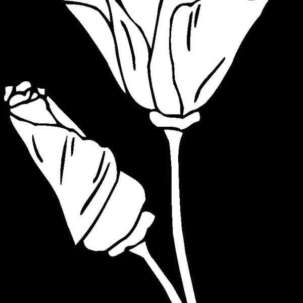 california poppy Thumbnail