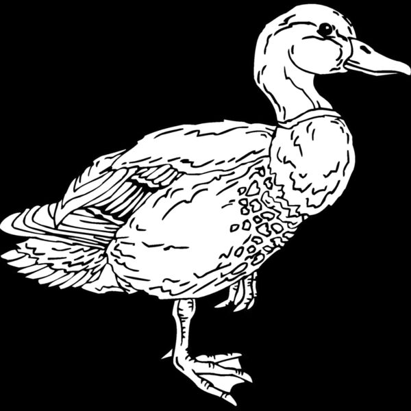 mallard duck Thumbnail