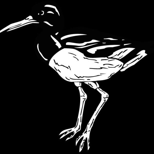 oyster catcher Thumbnail