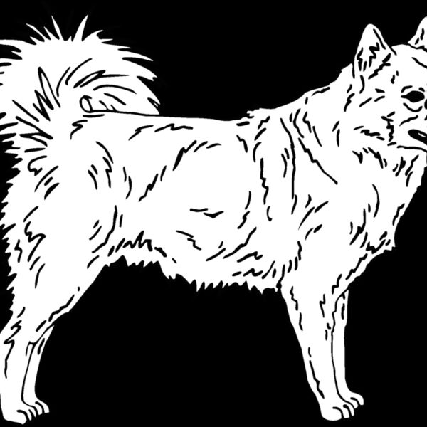 finnish spitz Thumbnail