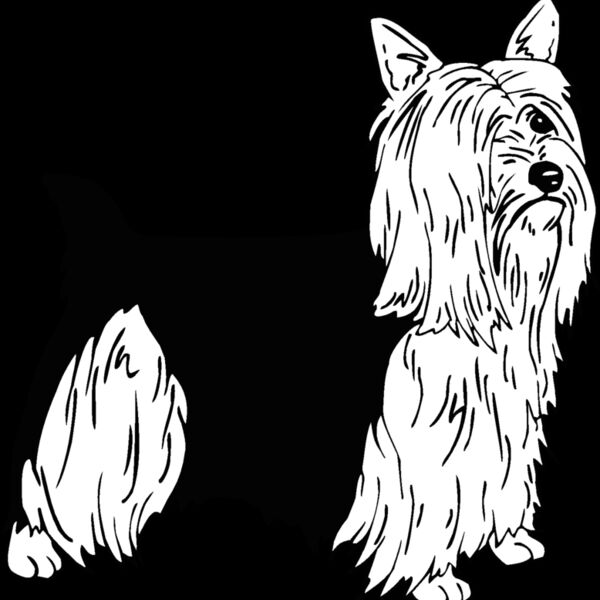 silky terrier Thumbnail