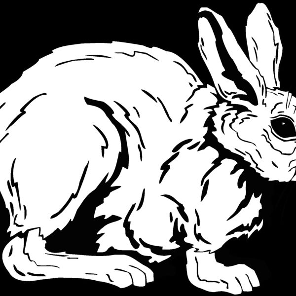 cottontail Thumbnail