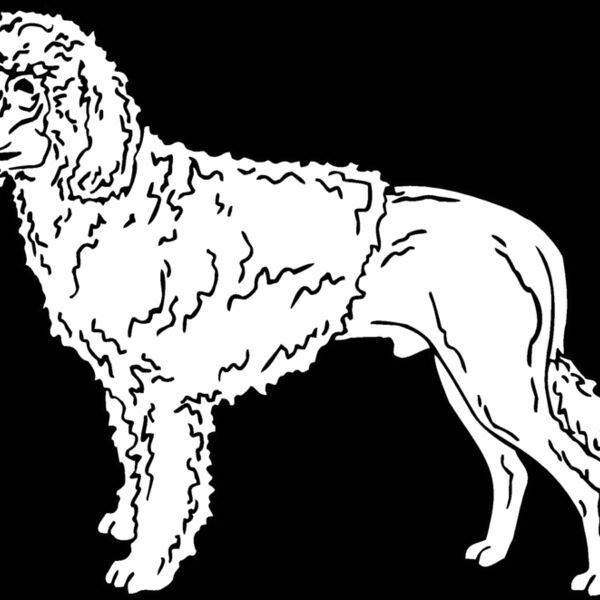 portuguese water dog Thumbnail