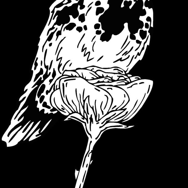 rufous hummingbird Thumbnail