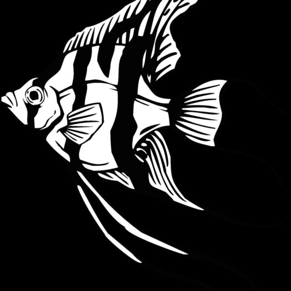 angelfish01 Thumbnail