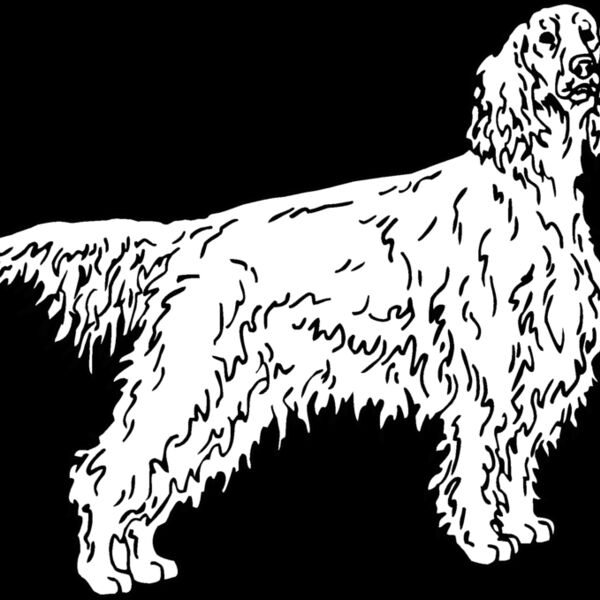 irish setter Thumbnail