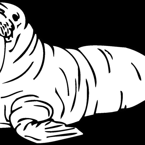 walrus Thumbnail
