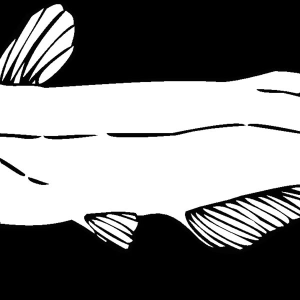 channel catfish01 Thumbnail