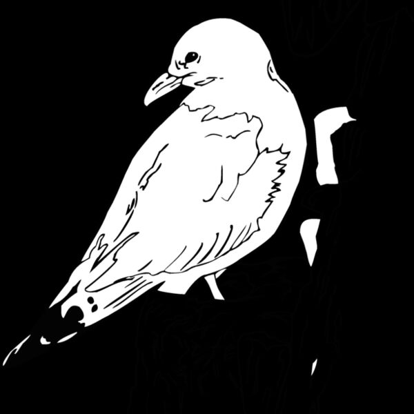 seagull  Thumbnail