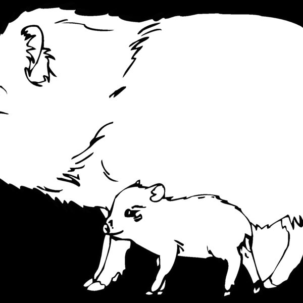 collaredpeccary Thumbnail