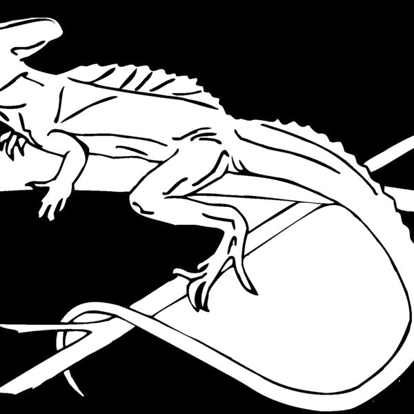 green banded lizard Thumbnail