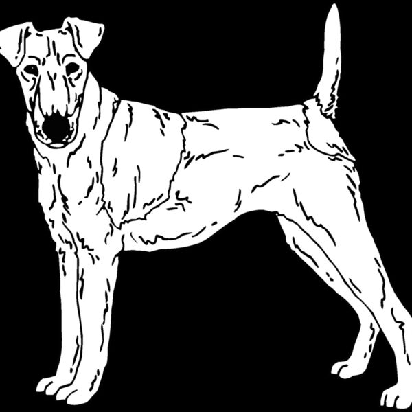 fox terrier Thumbnail