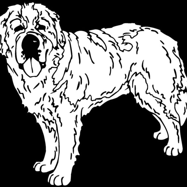 saint bernard Thumbnail