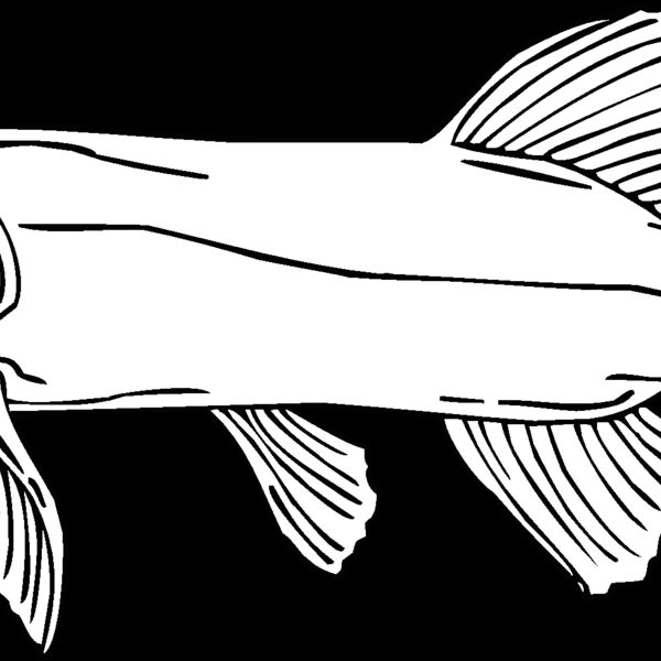 northern pike Thumbnail