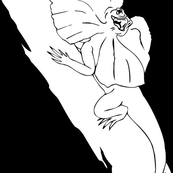 frilled lizard Thumbnail