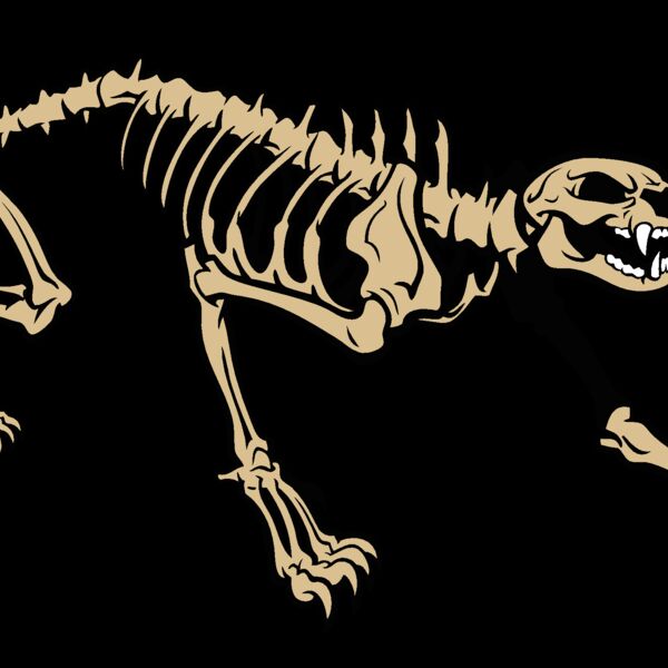 cougarpantherskeleton Thumbnail