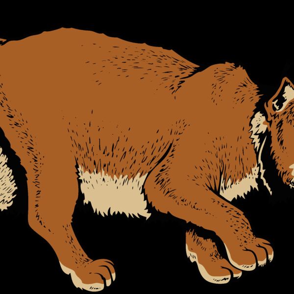 wildcat06v4clr Thumbnail