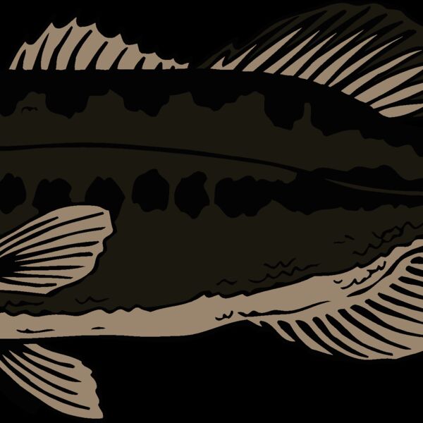 fish largemouthbass Thumbnail