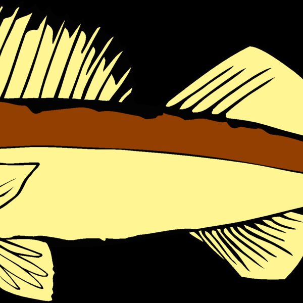 fish walleye Thumbnail