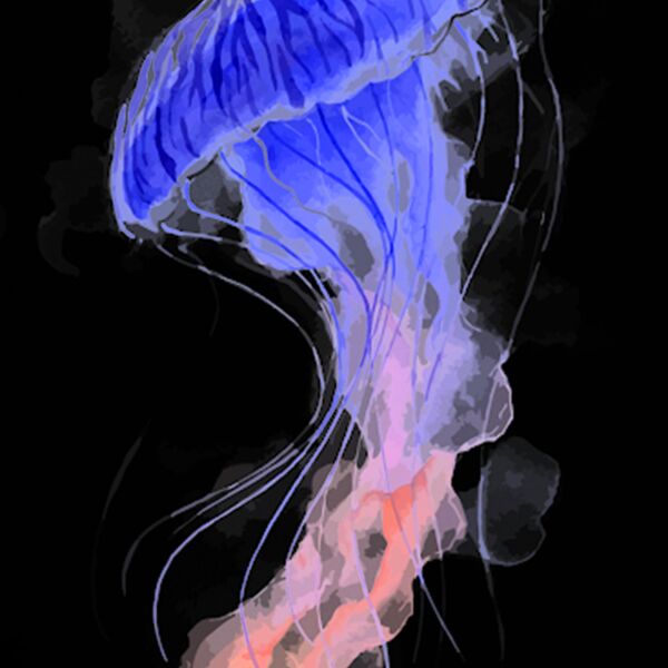 wv jellyfish Thumbnail